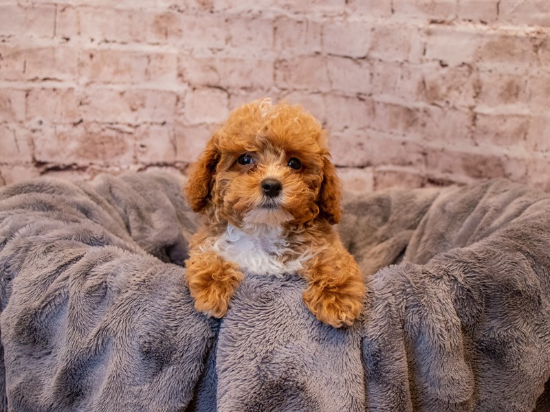 Poodle- Available 3/9-Male-Apricot-3548870-PetCenter Old Bridge Puppies For Sale