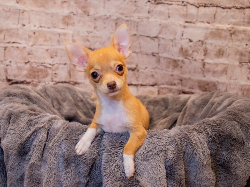 Chihuahua- Available 3/9-Male-Fawn / White-3548752-PetCenter Old Bridge