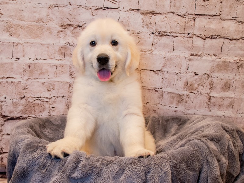 Golden Retriever- Available 3/9-DOG-Male-Cream-3548751-PetCenter Old Bridge Puppies For Sale