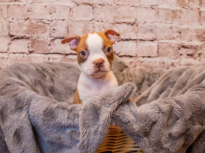 Boston Terrier- Available 3/9-DOG-Male-Seal and White-3549701-PetCenter Old Bridge Puppies For Sale