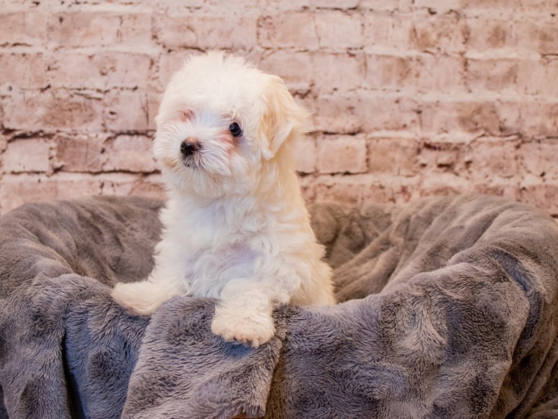 Maltese- Available 3/9-DOG-Female-White-3549959-PetCenter Old Bridge Puppies For Sale