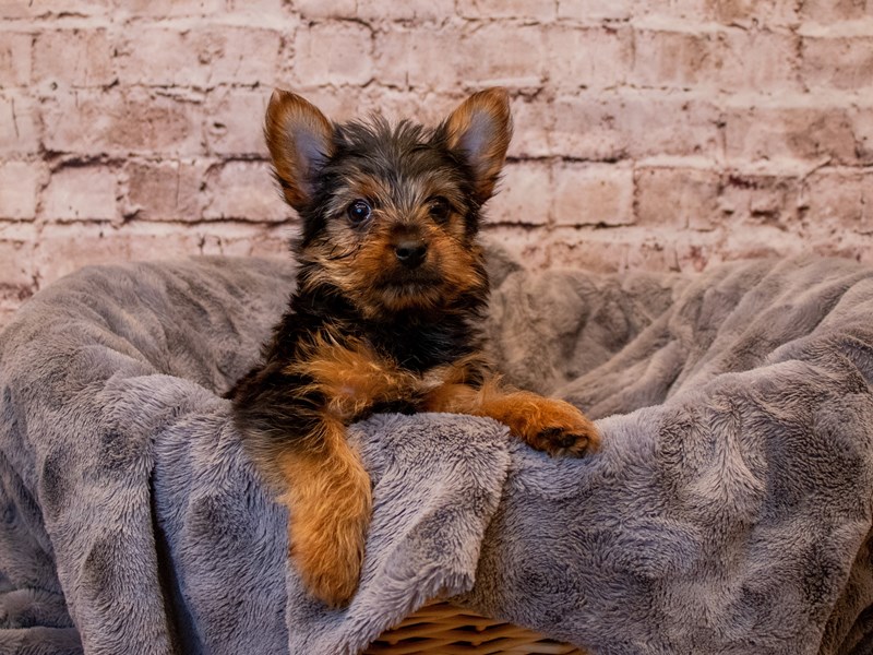 Yorkshire Terrier- Available 3/9-Male-Black and Tan-3549760-PetCenter Old Bridge