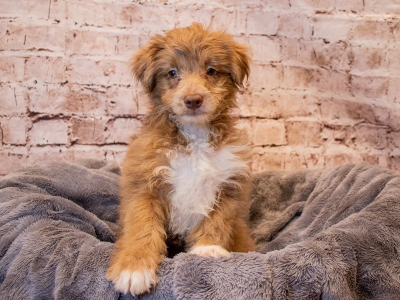 Aussiedoodle- Available 3/9-DOG-Male-Merle-3549925-PetCenter Old Bridge Puppies For Sale