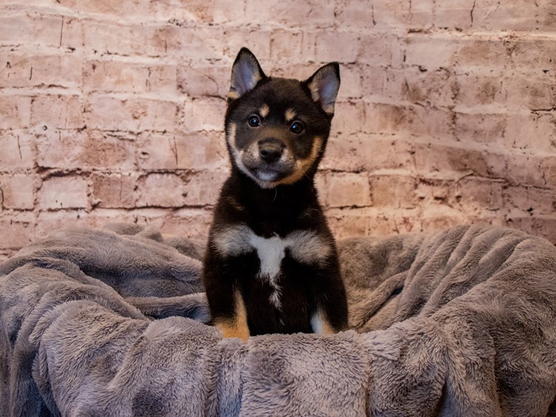 Shiba Inu- Available 3/9-Male-Black and Tan-3549868-PetCenter Old Bridge Puppies For Sale