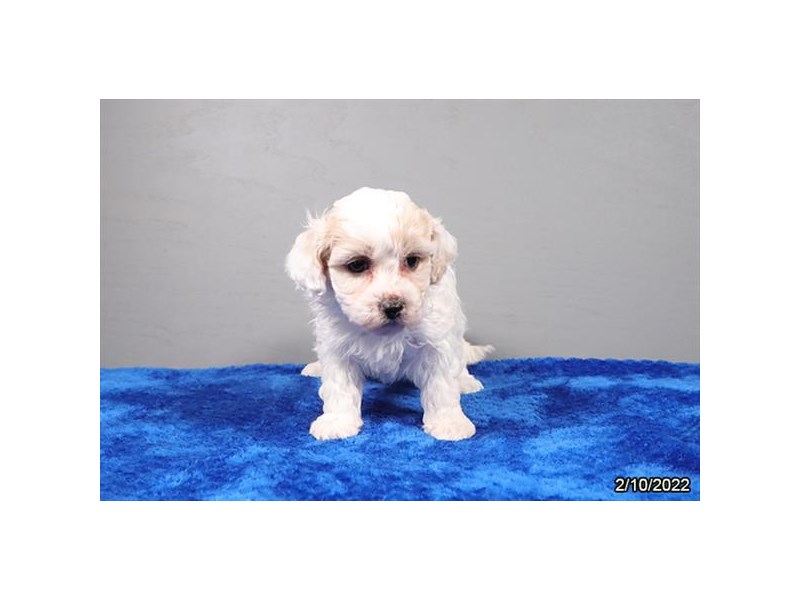 Havapoo- Available 3/16-Female-Cream / White-3558386-PetCenter Old Bridge Puppies For Sale