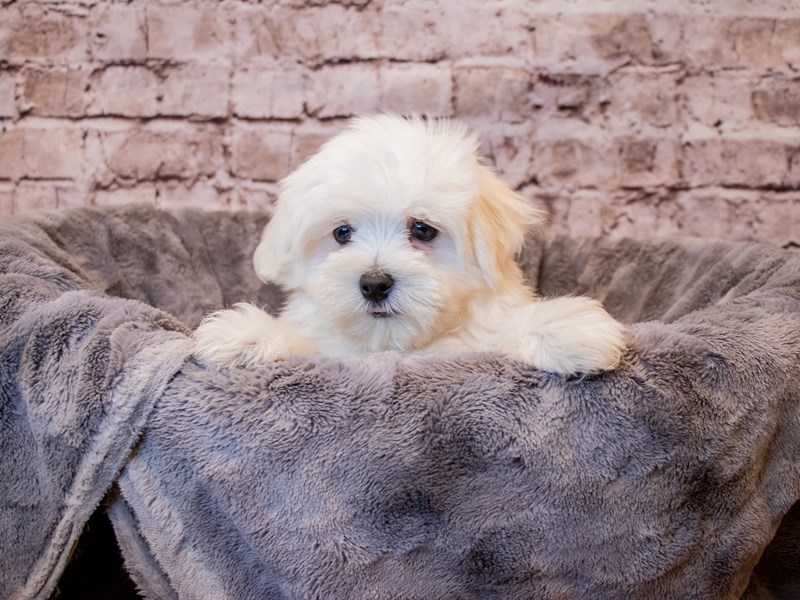 Maltese- Available 3/16-DOG-Male-White-3558374-PetCenter Old Bridge Puppies For Sale