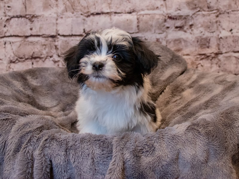 Havanese- Available 3/16-Female-Black / White-3558375-PetCenter Old Bridge Puppies For Sale