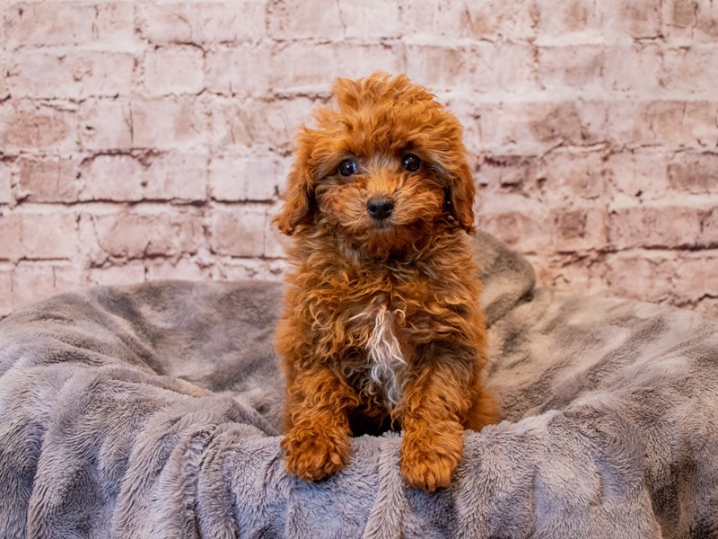 Poodle- Available 3/16-Female-Red-3558384-PetCenter Old Bridge Puppies For Sale