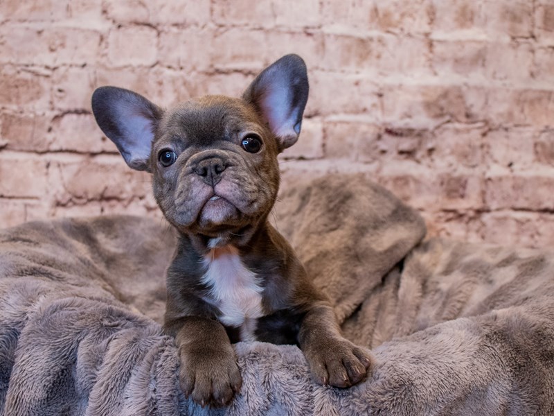 French Bulldog- Available 3/16-Male-Blue-3558428-PetCenter Old Bridge Puppies For Sale