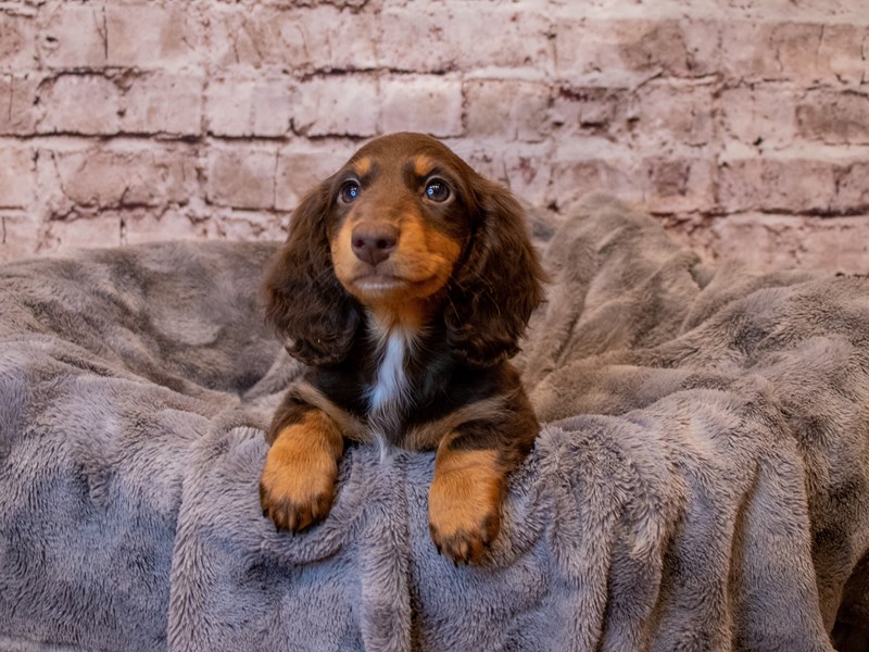 Dachshund- Available 3/16-Female-Chocolate and Tan-3558372-PetCenter Old Bridge Puppies For Sale