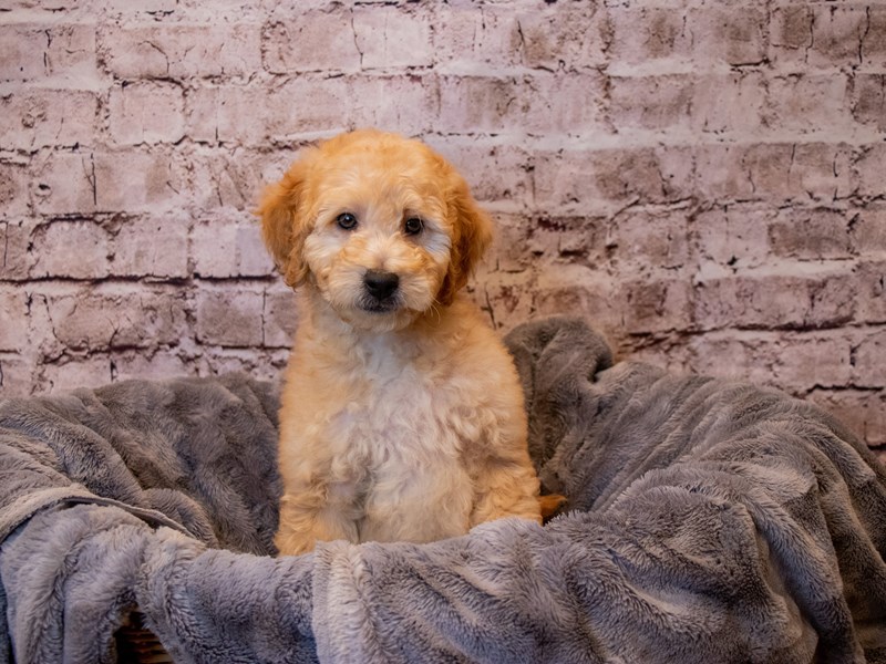 Mini Goldendoodle- Available 3/16-DOG-Male-Light Red-3558383-PetCenter Old Bridge Puppies For Sale
