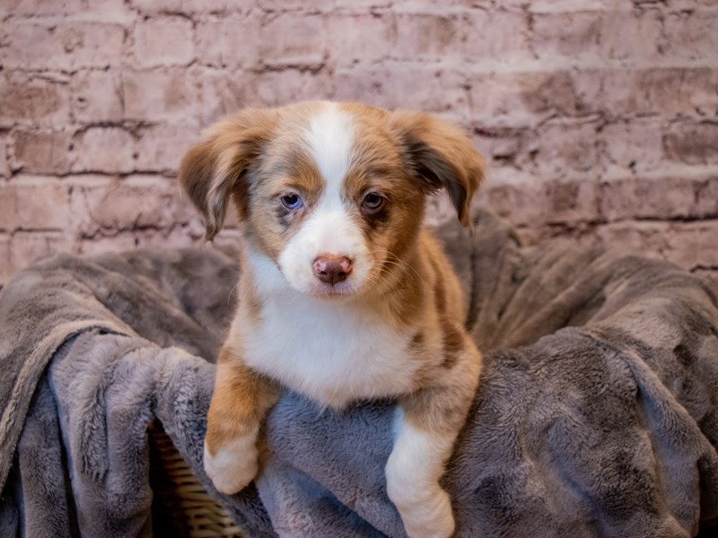 Miniature Australian Shepherd- Available 3/16-Female-Red Merle-3558373-PetCenter Old Bridge Puppies For Sale