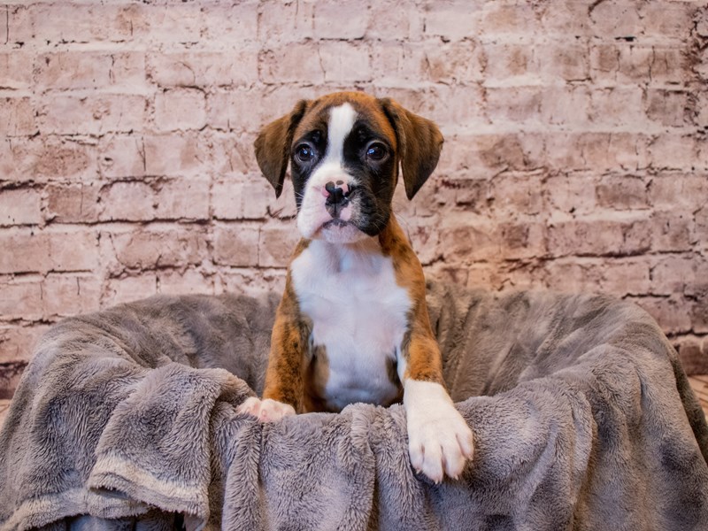 Boxer- Available 3/16-Male-Brindle-3560017-PetCenter Old Bridge