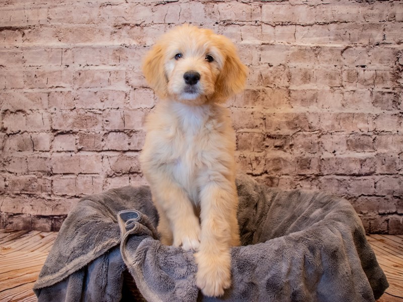 Goldendoodle- Available 3/16-Female-Golden-3559982-PetCenter Old Bridge Puppies For Sale
