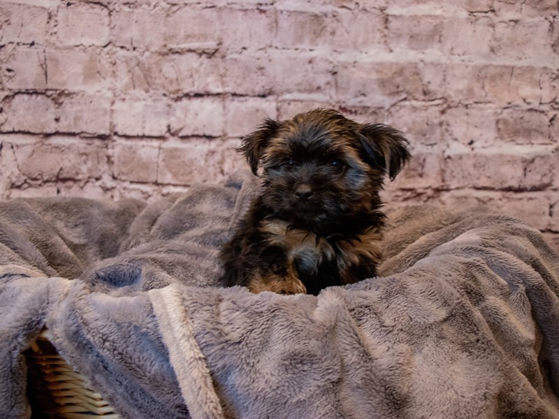 Yorkshire Terrier- Available 3/16-DOG-Male-Black and Tan-3559965-PetCenter Old Bridge Puppies For Sale