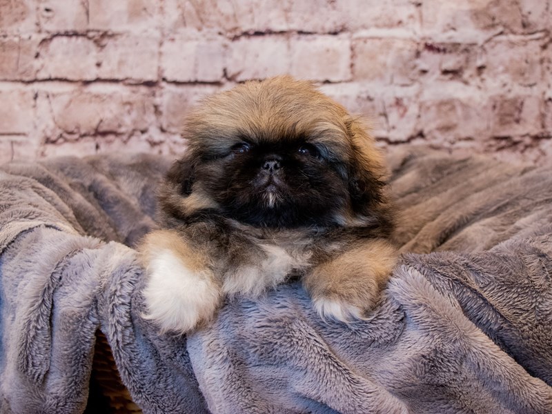 Pekingese- Available 3/16-Male-Grey Sable-3560028-PetCenter Old Bridge Puppies For Sale