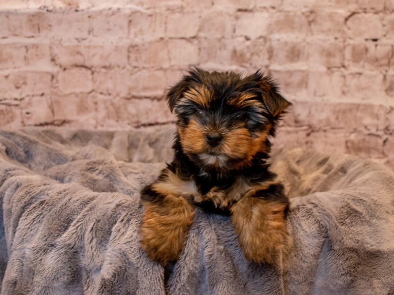 Yorkshire Terrier-DOG-Female-Black and Tan-3570071-PetCenter Old Bridge Puppies For Sale