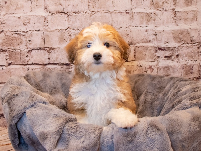 Mini Aussiedoodle-Available 3/23-DOG-Male-Red Sable-3566689-PetCenter Old Bridge Puppies For Sale