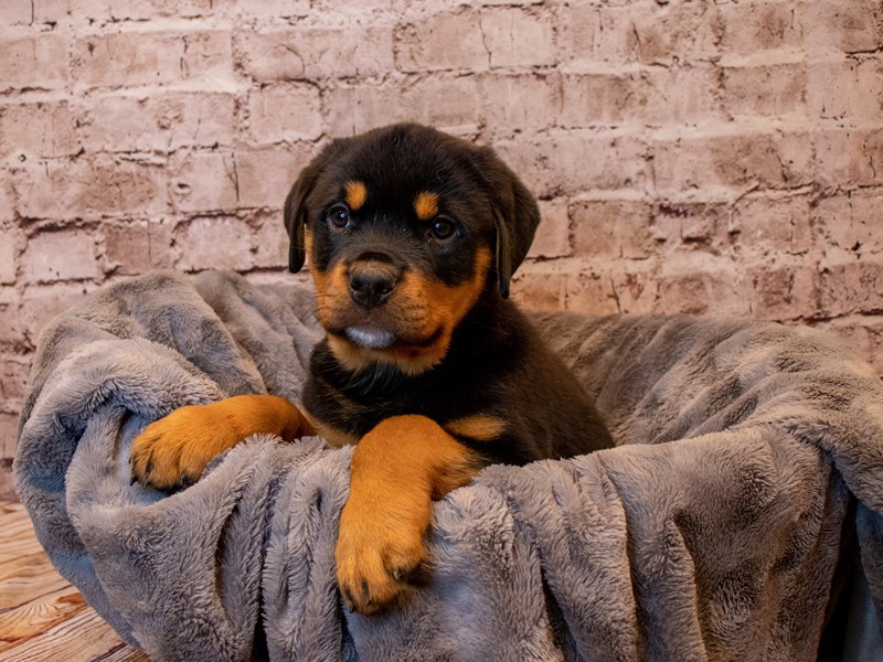 Rottweiler- Available 3/23-Male-Black / Tan-3566310-PetCenter Old Bridge