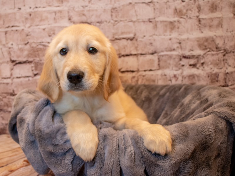 Golden Retriever- Available 3/23-Male-Golden-3566312-PetCenter Old Bridge Puppies For Sale