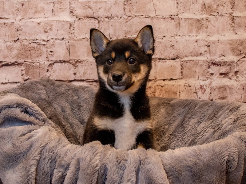 Shiba Inu- Available 3/23-Female-Black and Tan-3570203-PetCenter Old Bridge Puppies For Sale