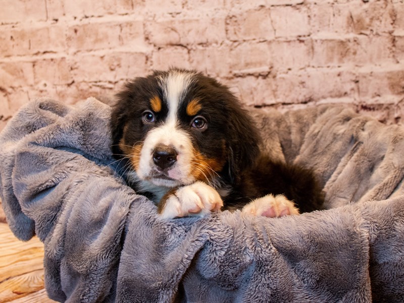 Bernese Mountain Dog- Available 3/23-DOG-Male-Black and Rust-3570212-PetCenter Old Bridge Puppies For Sale