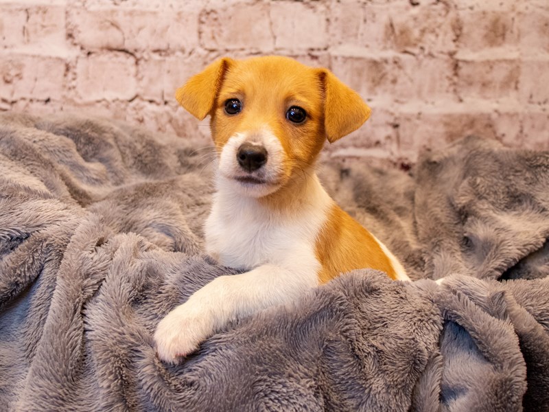 Jack Russell Terrier- Available 3/23-Male-White and Red-3570085-PetCenter Old Bridge Puppies For Sale