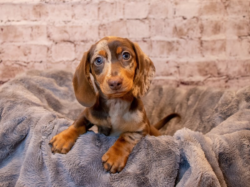 Dachshund- Available 3/23-Female-Chocolate-3566313-PetCenter Old Bridge Puppies For Sale