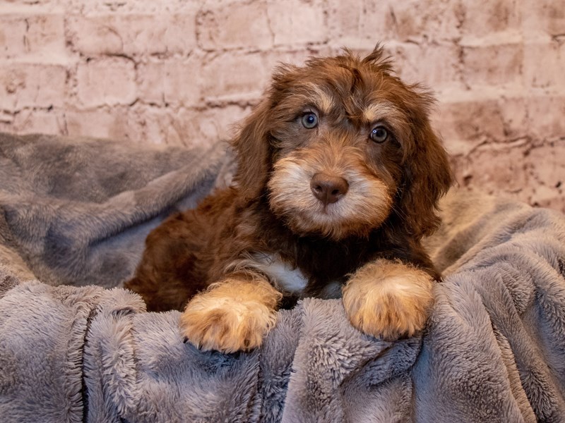Schnoodle- Available 3/23-DOG-Male-Chocolate-3566304-PetCenter Old Bridge Puppies For Sale