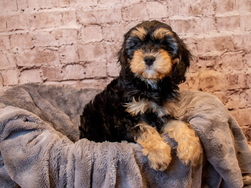 Cavapoo- Available 3/23-Female-Black and Tan-3570091-PetCenter Old Bridge Puppies For Sale