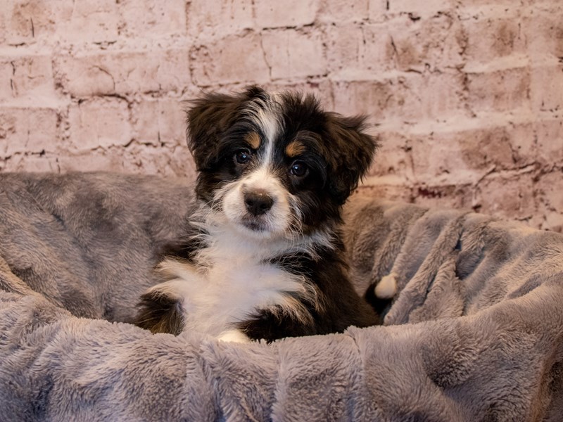 Mini Bernadoodle- Available 3/23-Female-Black Rust / White-3566305-PetCenter Old Bridge Puppies For Sale