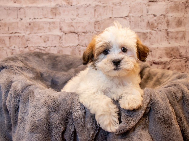 Teddy Bear- Available 3/23-Female-Chocolate / White-3566307-PetCenter Old Bridge Puppies For Sale