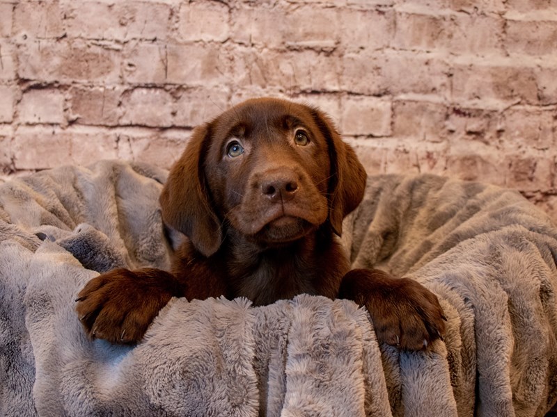 Labrador Retriever- Available 3/30-DOG-Male-Chocolate-3581110-PetCenter Old Bridge