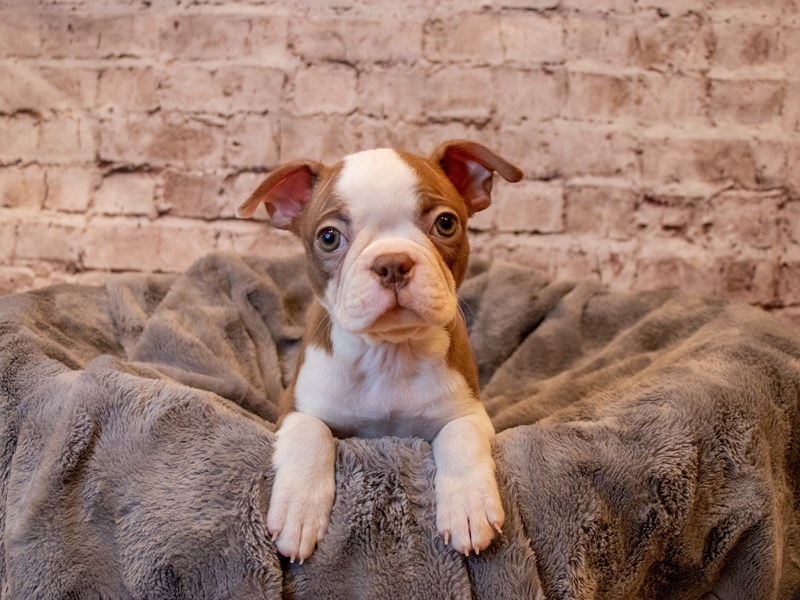 Boston Terrier- Available 3/30-DOG-Female-Red-3579884-PetCenter Old Bridge Puppies For Sale
