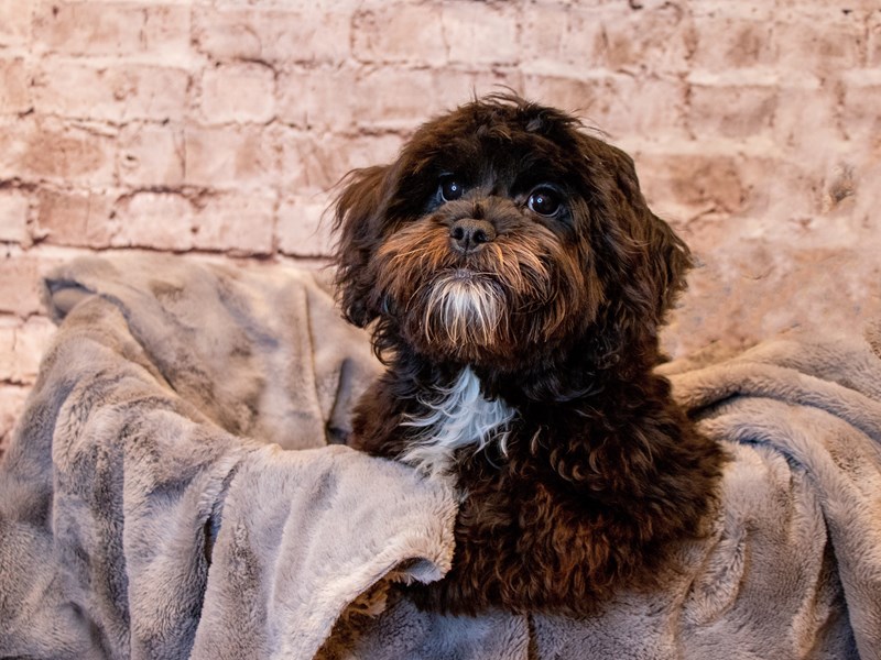 Shih-Poo- Available 1/19-Female-Black and White-3475002-PetCenter Old Bridge