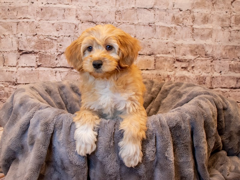 Mini Goldendoodle- Available 3/30-Female-Light Red-3579891-PetCenter Old Bridge Puppies For Sale