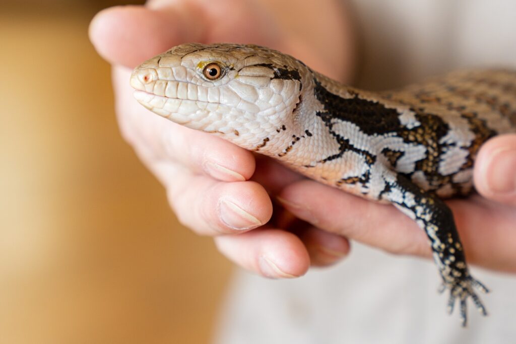 Reptiles For Sale PetCenter Old Bridge New Jersey