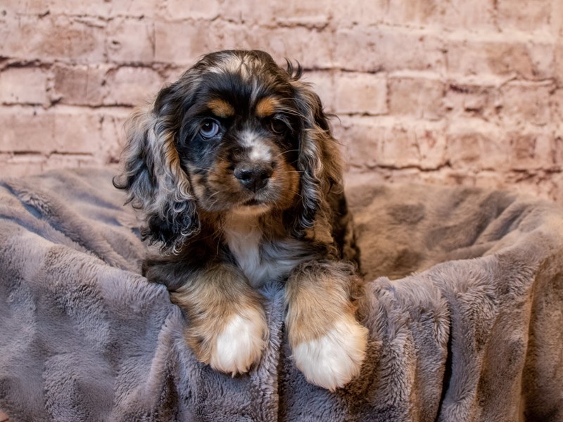 Cocker Spaniel- Available 3/2-Male-Blue Roan-3537305-PetCenter Old Bridge Puppies For Sale