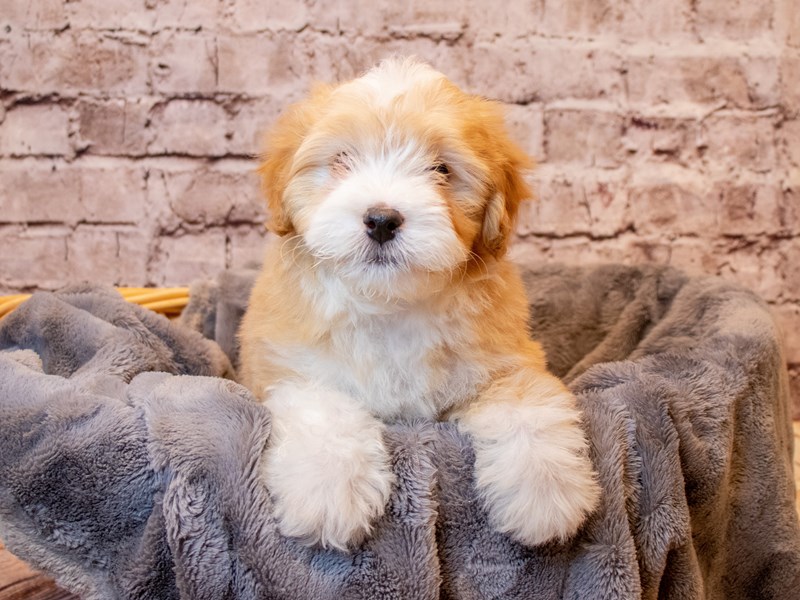 Miniature Bernedoodle- Available 3/2-Male-Apricot-3539335-PetCenter Old Bridge Puppies For Sale