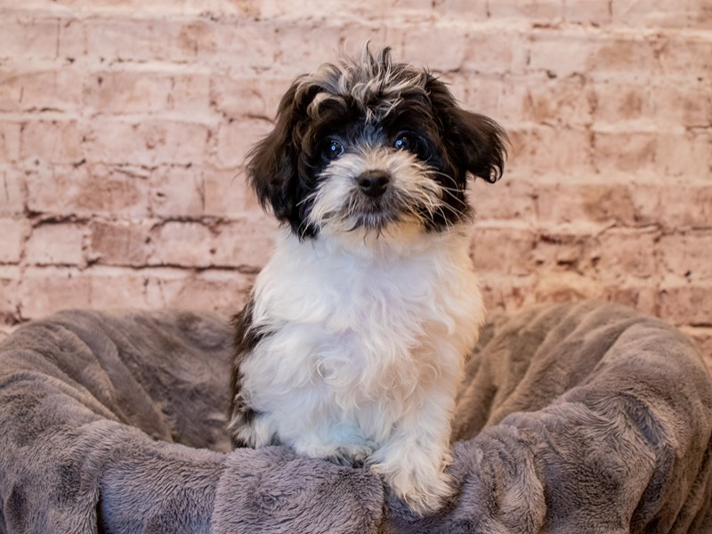 Coton De Tulear- Available 3/9-DOG-Female-Black / White-3548753-PetCenter Old Bridge Puppies For Sale