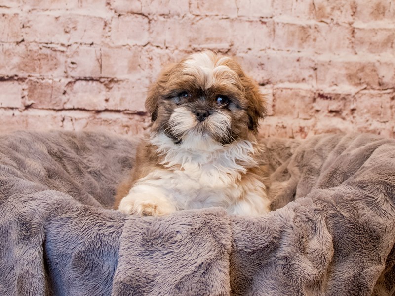 Shih Tzu- Available 3/9-DOG-Male-Blue and White-3549761-PetCenter Old Bridge Puppies For Sale