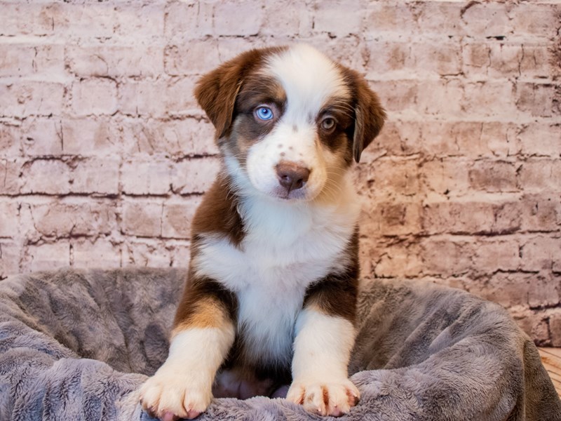 Australian Shepherd- Available 3/16-Female-Red-3558379-PetCenter Old Bridge Puppies For Sale
