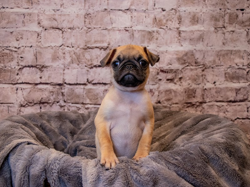 Pug- Available 3/16-Male-Fawn-3559990-PetCenter Old Bridge Puppies For Sale