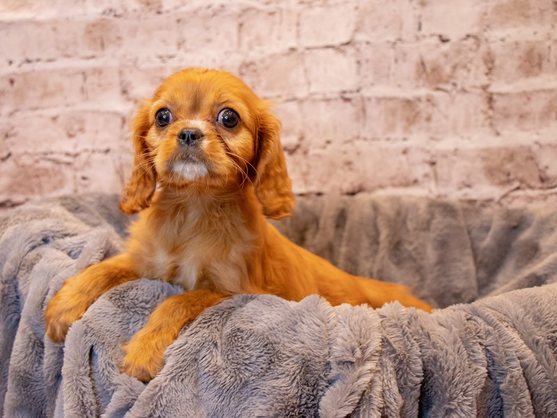 Cavalier King Charles Spaniel- Available 3/23-DOG-Female-Ruby-3570201-PetCenter Old Bridge Puppies For Sale