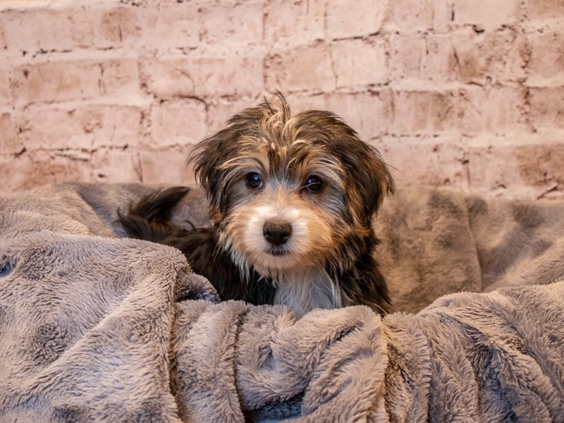Morkie- Available 3/23-Female-Black and Tan-3570247-PetCenter Old Bridge Puppies For Sale