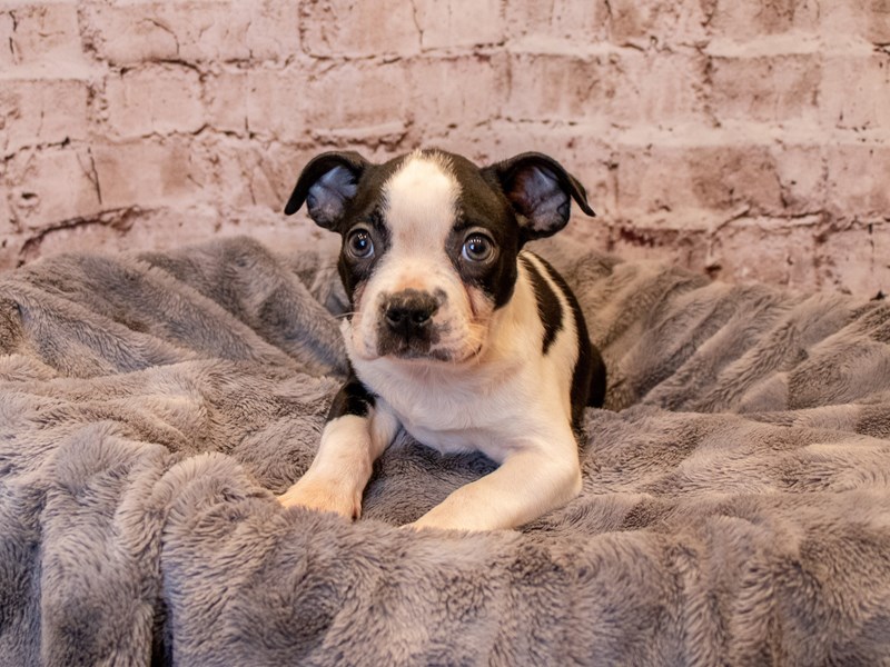 Boston Terrier- Available 3/23-Male-Black and White-3570179-PetCenter Old Bridge Puppies For Sale