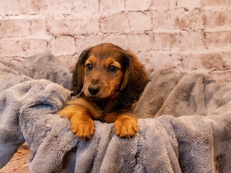 Dachshund- Available 3/23-Male-Wheaten-3570169-PetCenter Old Bridge Puppies For Sale