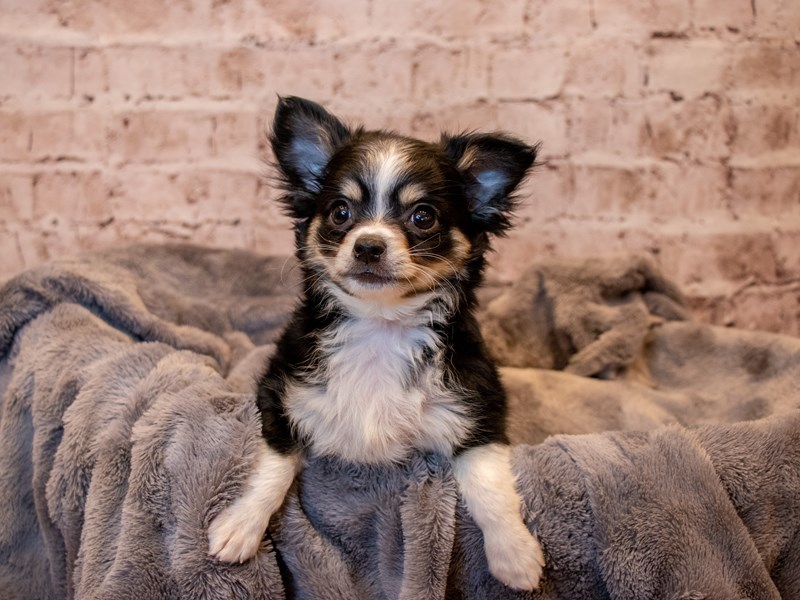 Chihuahua- Available 3/23-Male-Black / Tan-3566314-PetCenter Old Bridge Puppies For Sale