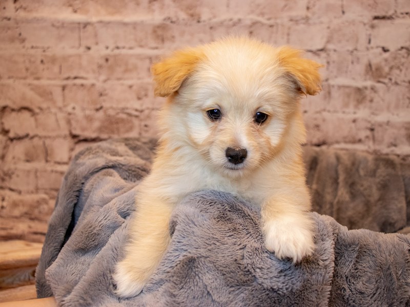 Eski-Poo- Available 3/23-Female-White-3570470-PetCenter Old Bridge Puppies For Sale