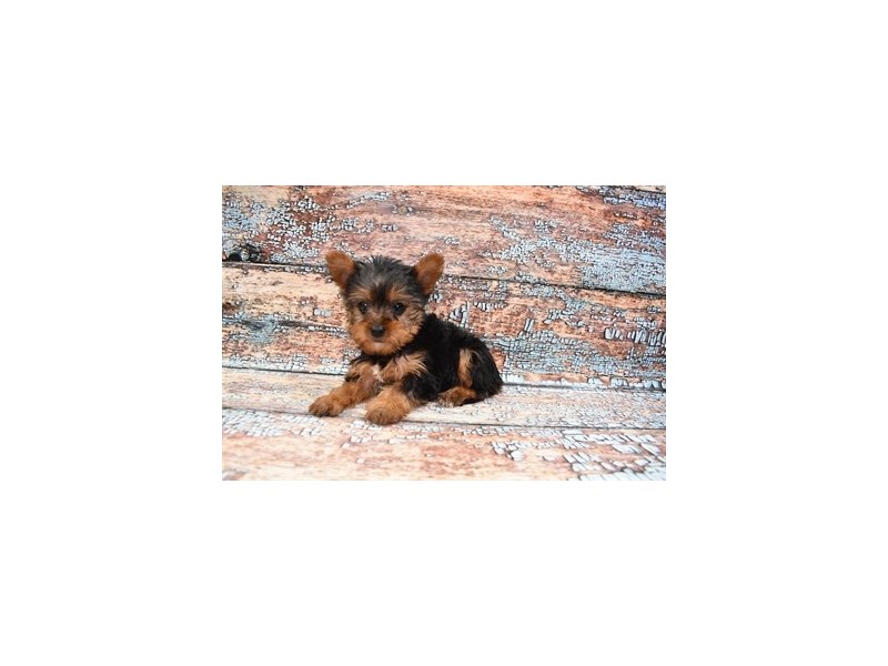 Yorkshire Terrier- Available 3/30-DOG-Female-Black and Tan-3580914-PetCenter Old Bridge Puppies For Sale